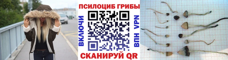 купить наркоту Гусиноозёрск Псилоцибиновые грибы Psilocybine cubensis